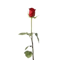 Cup And Sweets For Loved Ones