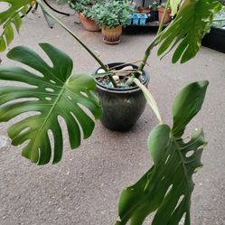 Monstera Deliciosa 