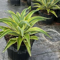 Variegated Agave - 3gl