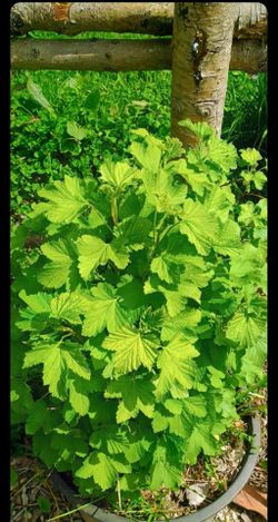 Large Organic Black current red and white currant berry plants ( 10  gallon pot)