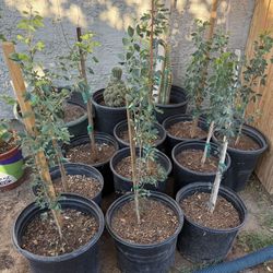 Red Guamúchil Trees Almost 3 Feet Up From the Ground $35 Each