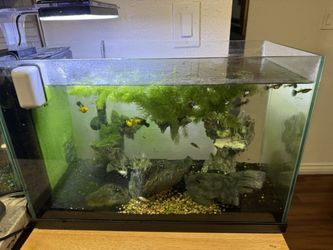 2 10 Gallon Fish Tanks For Sale 