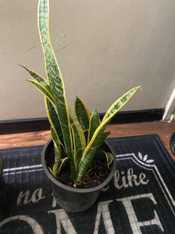 Snake Plant in Black Pot