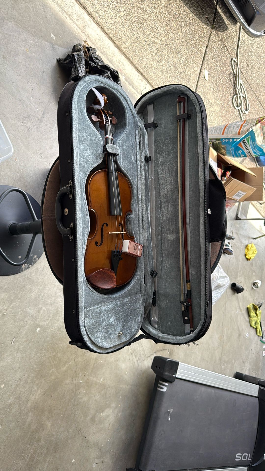 Viola