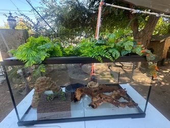Reptile Terrarium