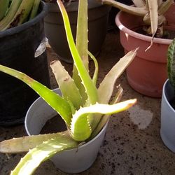 Aloe Vera Plants In Pots 3 For $20