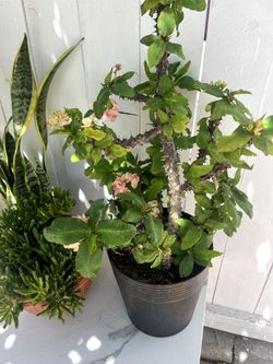 Potted Crown of Thorns