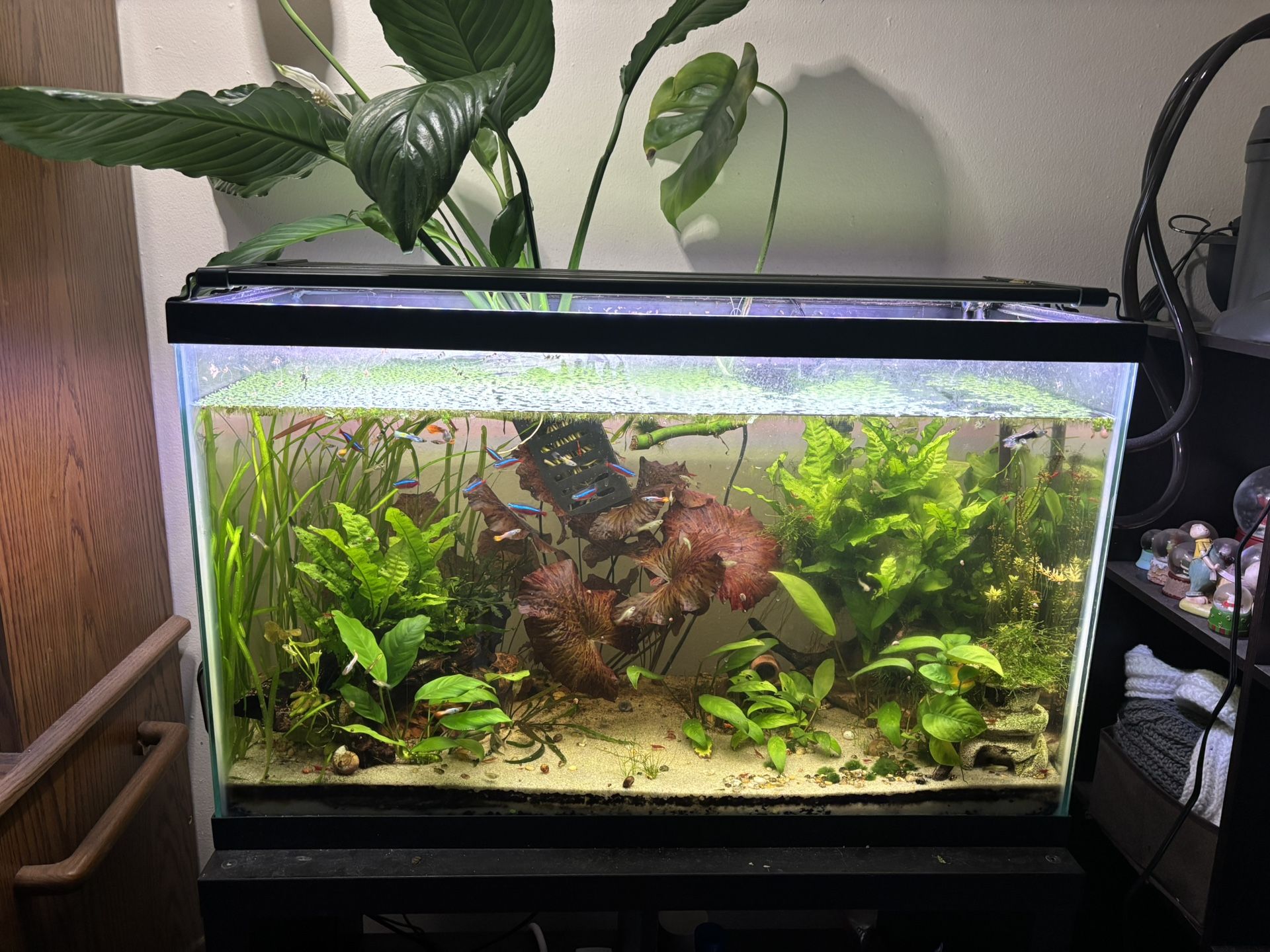 30g Tank/Accessories/plants