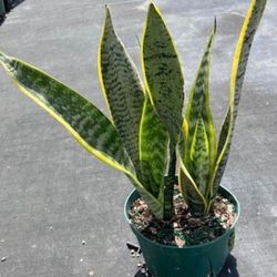 Snake Plant , Mother of Tongue, Lengua De Vaca 14”