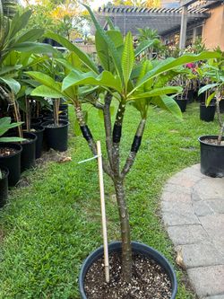 4 color plumeria with 3 grafts