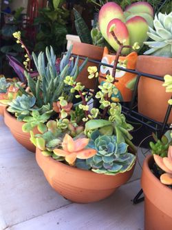 Succulents arrangements