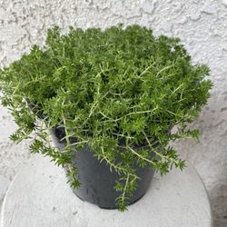 1.5 Gallon Pot of Succulent Plant - Sedum Acre - Gold Moss - Rooted & Established Plant - Drought Resistant - 🪴 