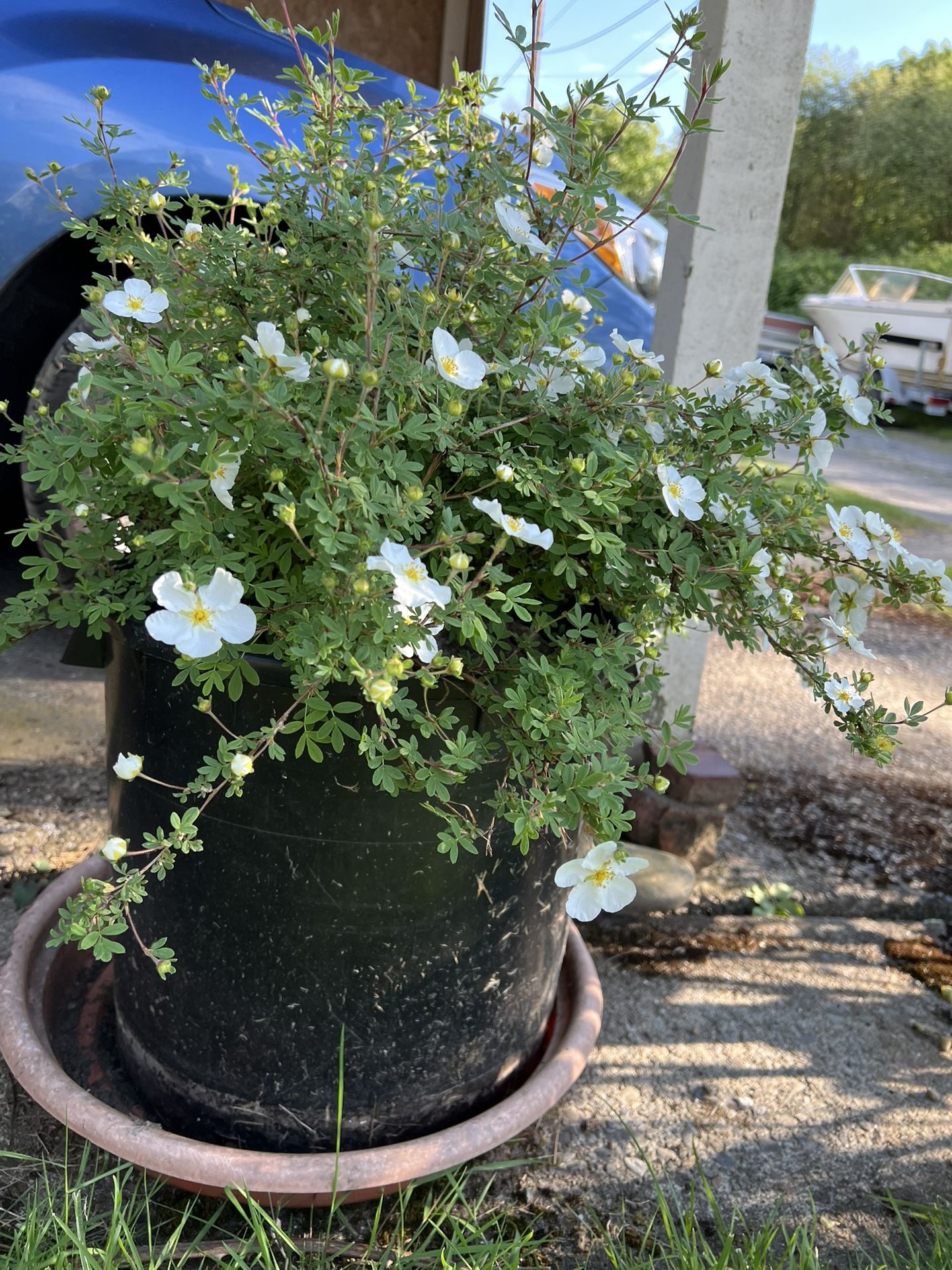 Shrubby Cinquefoil Flowering Plant Live White Flowers