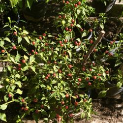 Fruit Trees/Chili Plants For Sale ! Se Vende Árboles De Fruta Y Plantas De Chile 