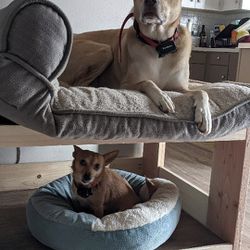Big Doggy Bunk Bed