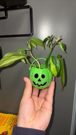 Brasil Philondendron plant
