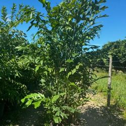 fishtail palms all sizes available  staring $45 