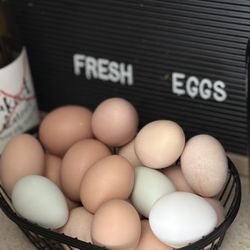 Fresh Eggs