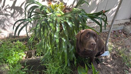 Staghorn fern plant