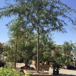 Mesquite Tree 36” Box 