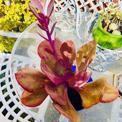 Beautiful Echeveria Succulent Plant 