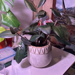 Rubber Plant With Decorative Pot.