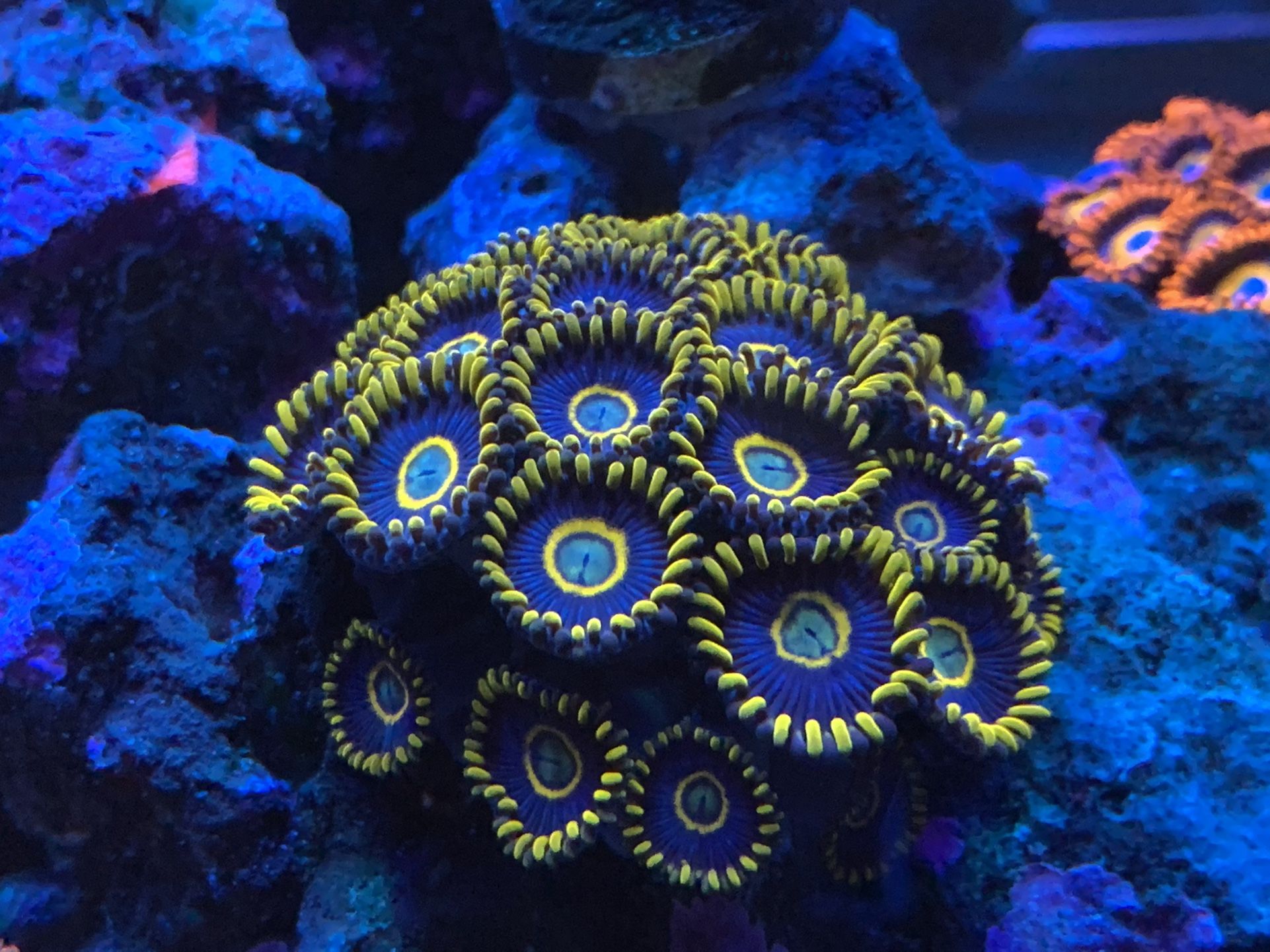 Blue Hornets