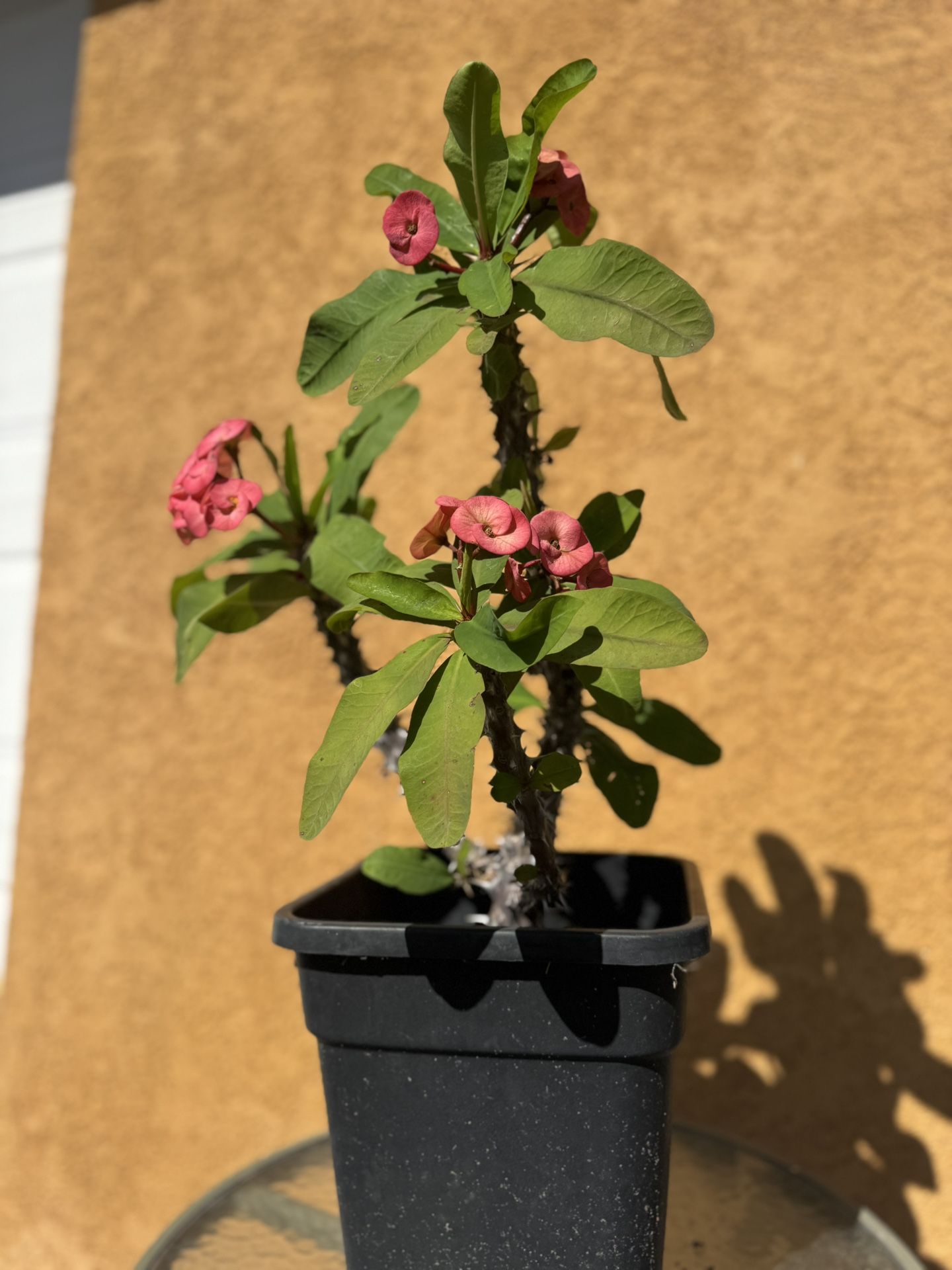 Crown of Thorns plant - Euphorbia milii