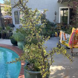 Elephant Food Succulent Plant 