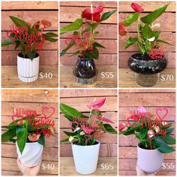 Mother’s Day Arrangements!