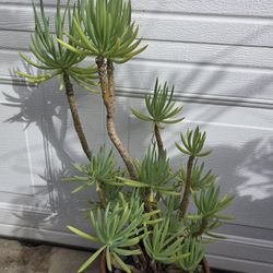Desert Plant 