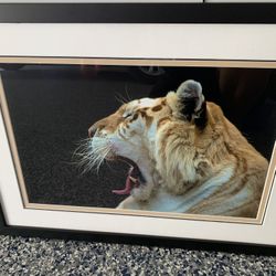Framed Tiger