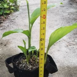 Tumeric Plant,  Live 
