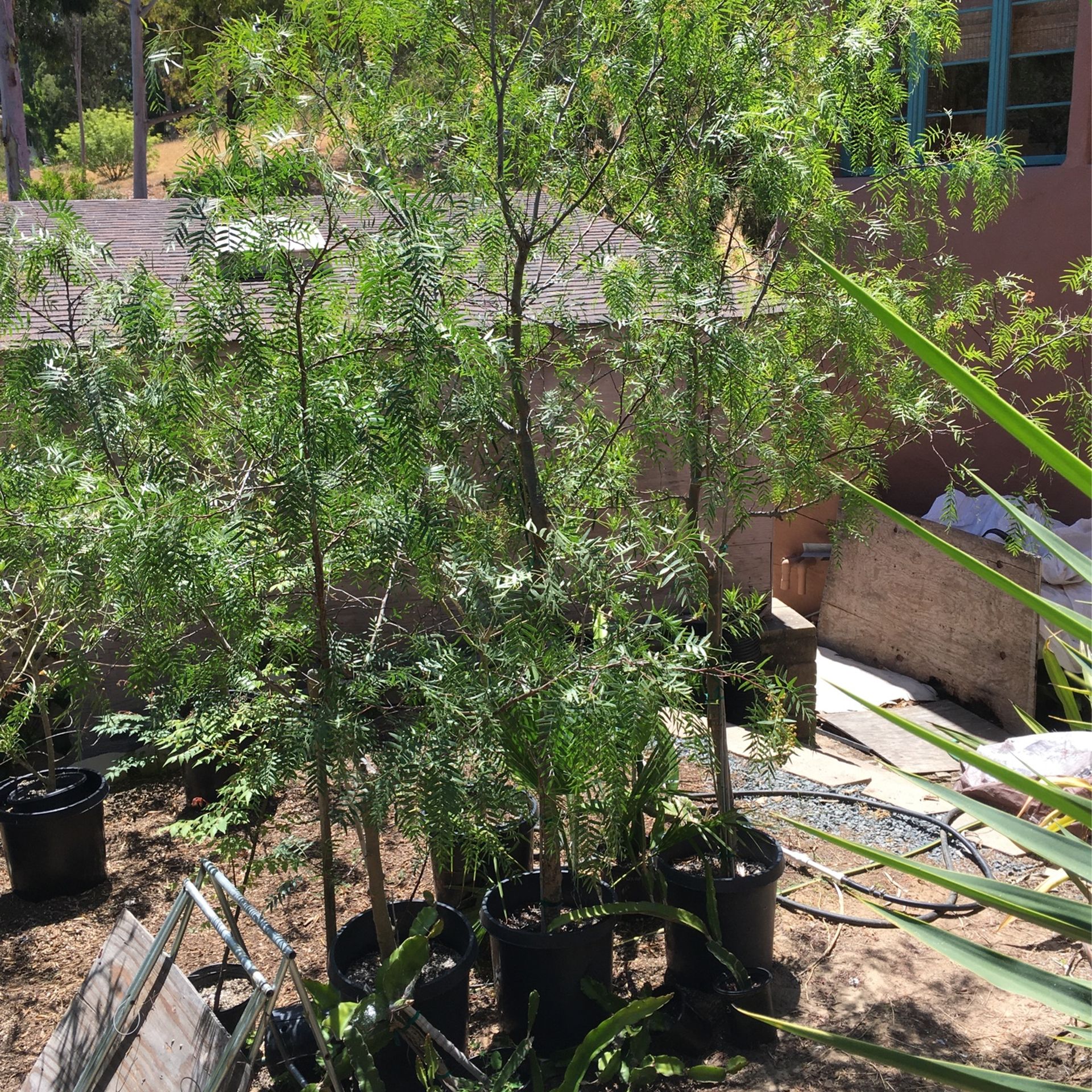 Pepper Trees 10 Ft 15 Gallon Pot - Main Image