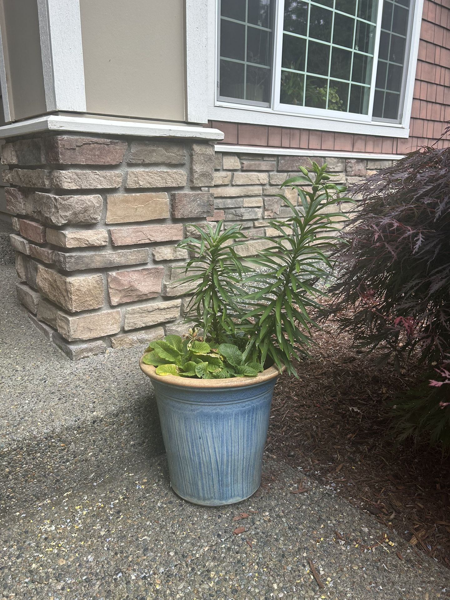 Potted Plants