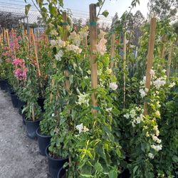 🔥🔥🔥🔥 Bougainvillea Vines