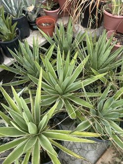 Carribean Agave