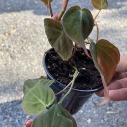 Gorgeous, full Philodendron mican Plants!