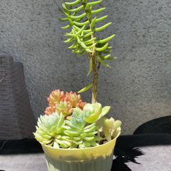 Succulents Planter .