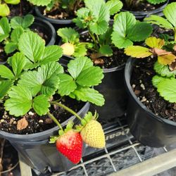 Strawberry 🍓 Plants