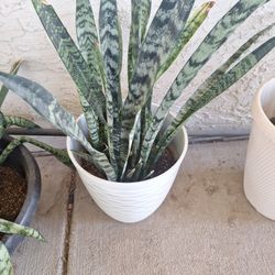 Snake Plant Or Mother-in-law Plant