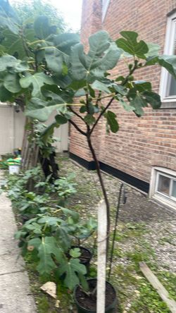 Chicago hardy fi tree  6 ft tall