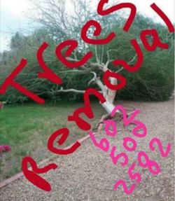 Treerrem0vall
