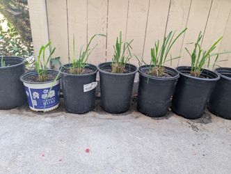 Healthy Lemongrass Plants (Potted & Well-Rooted)