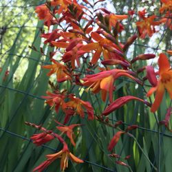 orange crocosmia plants $5 each 10 available 