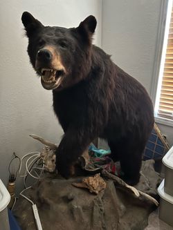 Black bear taxidermy on mount