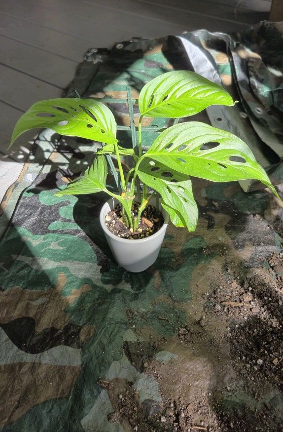 Monstera Adansonii Narrow Form Plant 