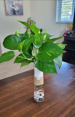 🌿  Golden Pothos Plant in 12" Rustic Glass Decor | Indoor Houseplant | Modern Decor