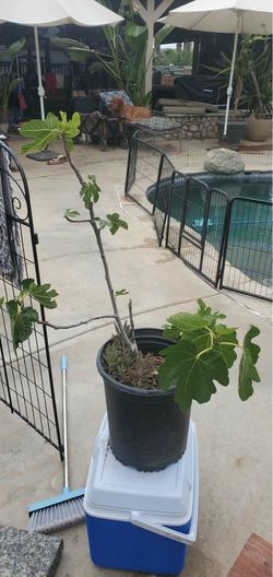 FIG TREE with mother of millions