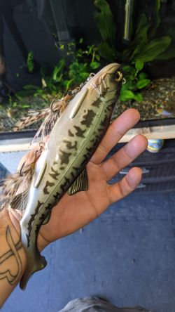 Drt Clone 10 inch swimbait